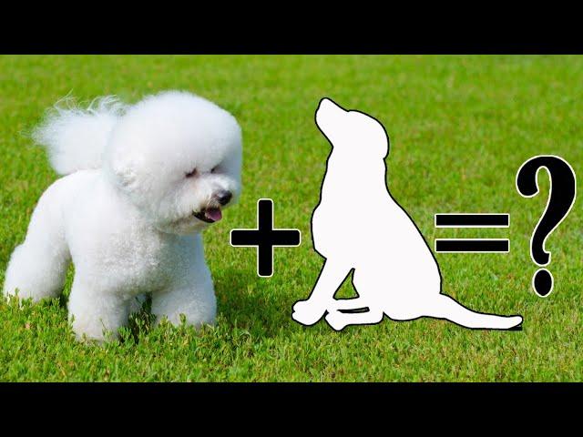 Top 9 Bichon Frise Cross breeds that You’ll Love