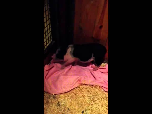 Lola the micro piglet!