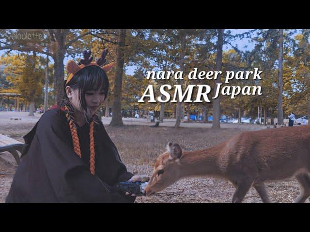 asmr at nara deer park  Nara, Japan.