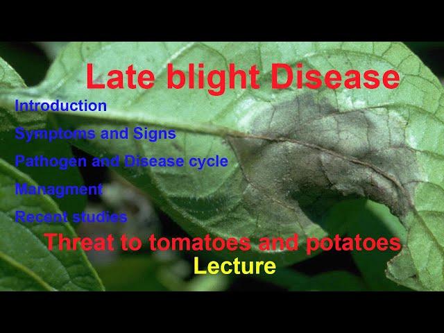 Late blight disease of tomatoes and potatoes | Symptoms | Biology | Control | Recent studies