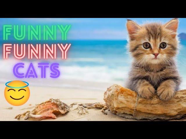 2 HOUR BEST FUNNY CATS COMPILATION 2024 | The Best Funny And Cute Cat Videos 35 ! 