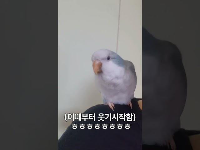 아니ㅋㅋ나도 말좀해보자규 #김베니 #앵무새 #웃긴영상 #birds #동물 #힐링