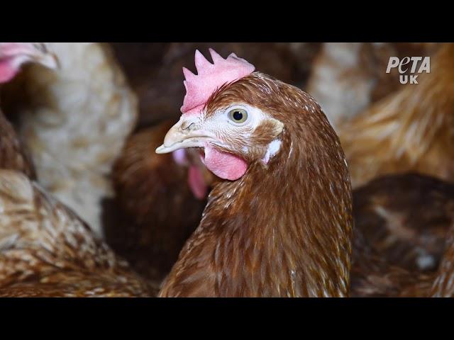 PETA Exposé: Crappy Eggs, Not Happy Eggs