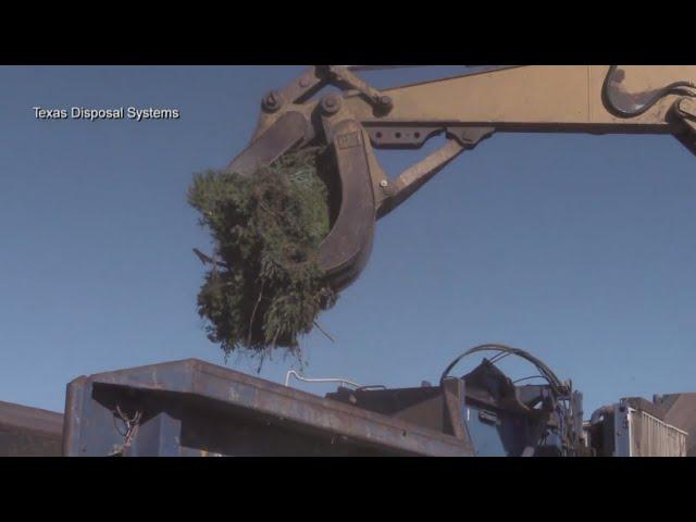 Texas Disposal Systems promote recycling Christmas trees for free till the end of January