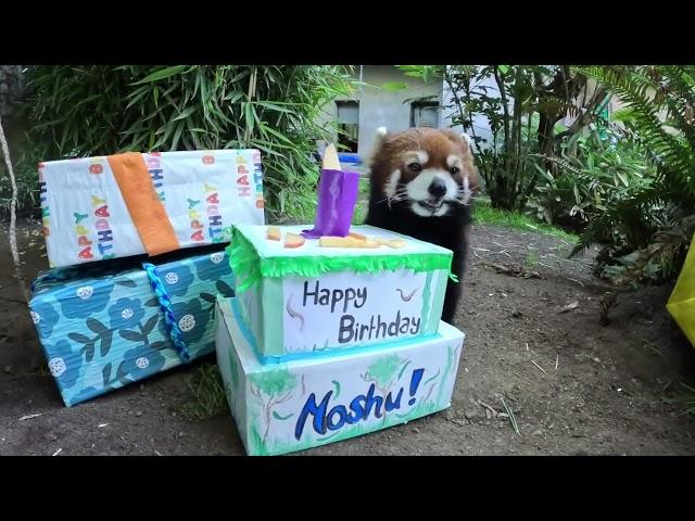 Red Panda Moshu Has A Birthday Party