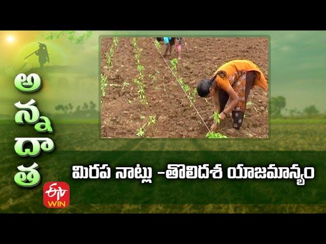 Tips for Chilli Transplantation & Early stage management | మిరప నాట్లు  తొలిదశ యాజమాన్యం | ETV