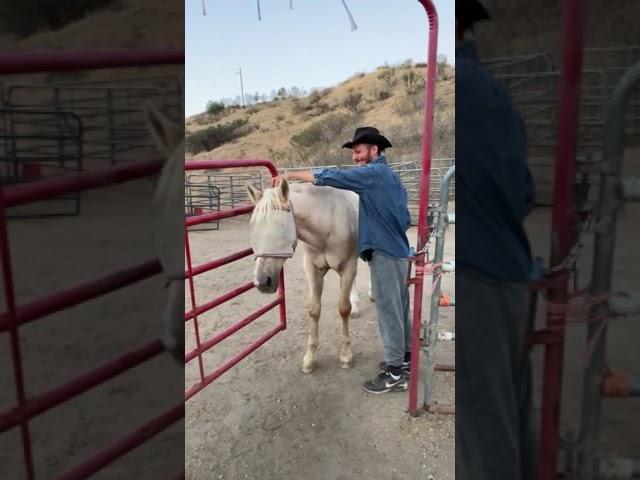 This horse is so polite