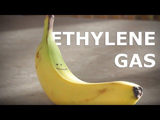 bananaTV - Ethylene Gas & Fruit Ripening