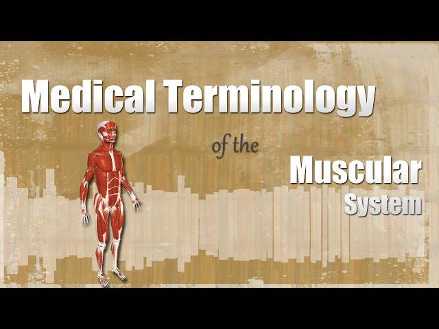 Medical Terminology of the Muscular System