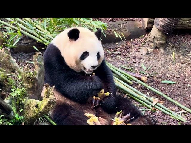 Pandas in Dujiangyan - 中国大熊猫保护研究中心都江堰基地