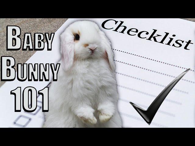 Care Guide for Young Rabbits (Under 6 months)