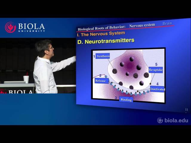 [PSYC200] 9. Neuroscience Part 3: Organization of the Brain