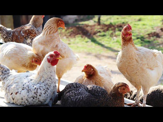 GREAT CHICKENS COMPETITION , Funny Chickens , Chicken Sound , Chicken Videos