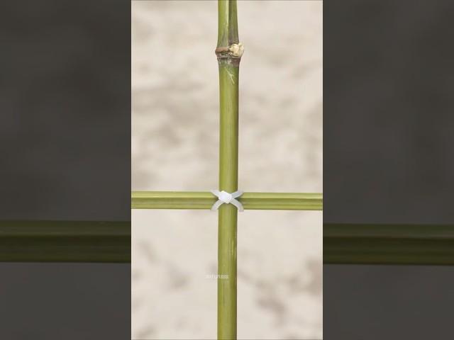 The ingenious use of tying bamboo with cable ties