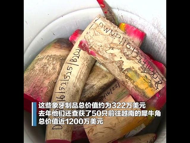打击非法象牙贸易 马来西亚焚毁近4吨象牙制品