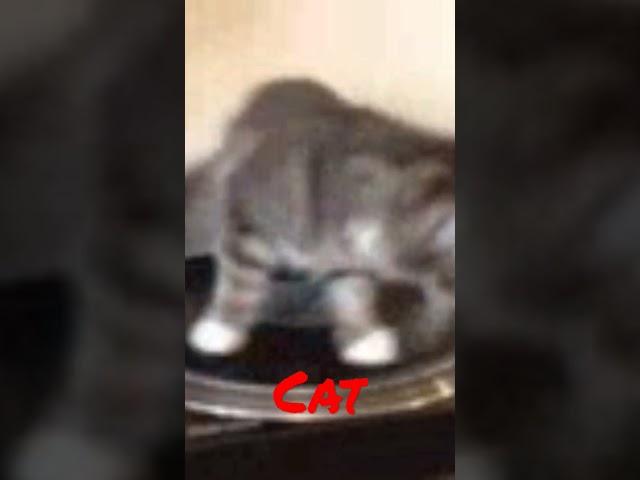 spinning cat