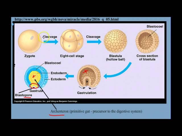 Introduction to Animal Diversity