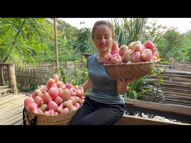 Harvest the fruit to go to the market to sell. preserve raisins