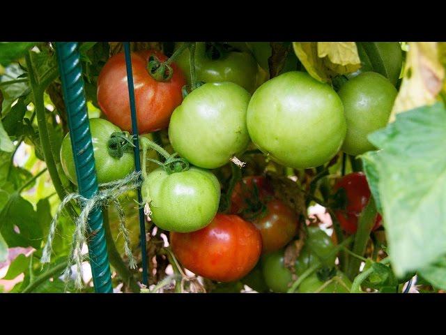 Growing Tomatoes In Containers - Best Tips & Advice!
