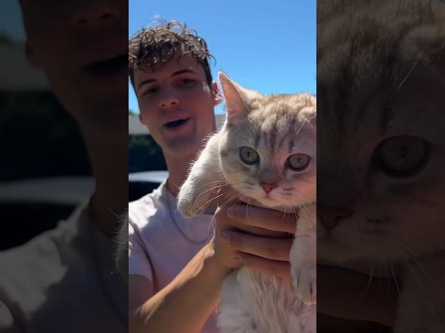 Milo is top priority ‍️ #cats #catlover #funnycats #catsoftiktok #dating #cat