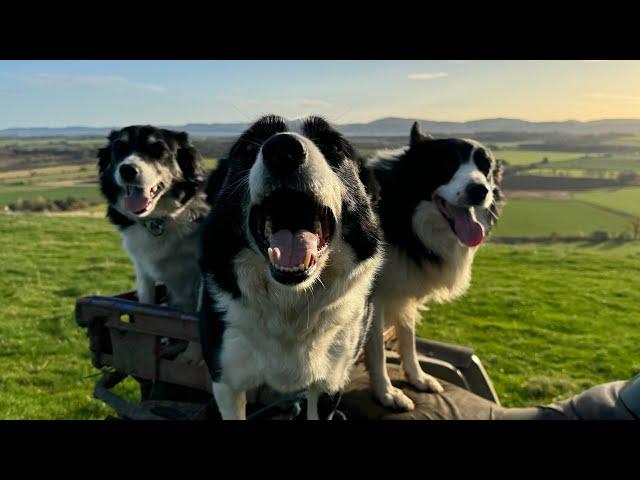 How I care for my working sheepdogs