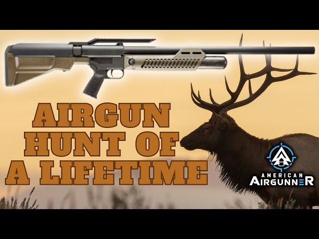 Bull Elk vs .50 Umarex Hammer | American Airgunner