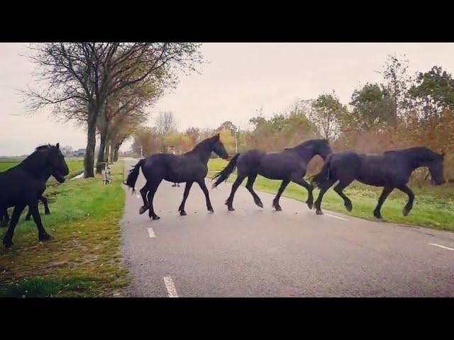 You will never believe how we bring in these amazing Friesian horses.