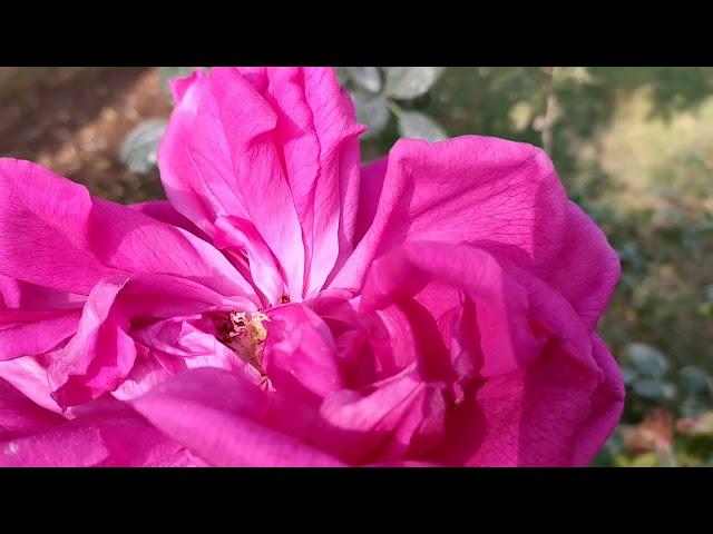 Big Huge Pink Rose [ FarmHand Bans]