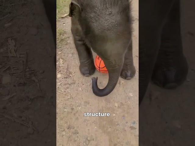 Why Can’t Elephants Jump?