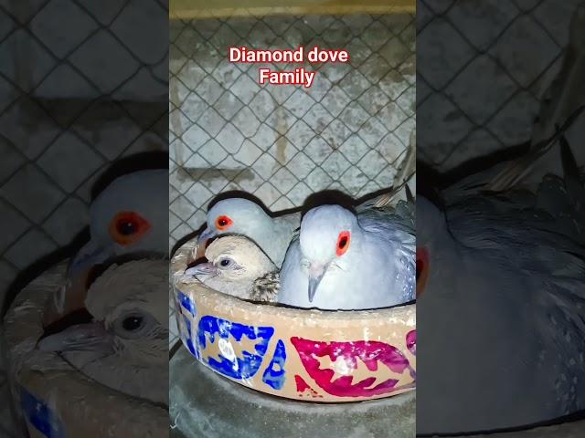 Diamond dove pair || diamond dove chick || #rewaribirds #diamonddove