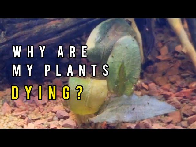 3 Reasons your Plants are Dying - PLUS Discount Code!