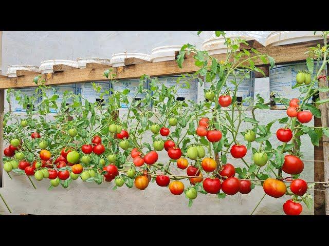 Growing tomatoes in plastic containers gives 3 times more yield, if you do it this way