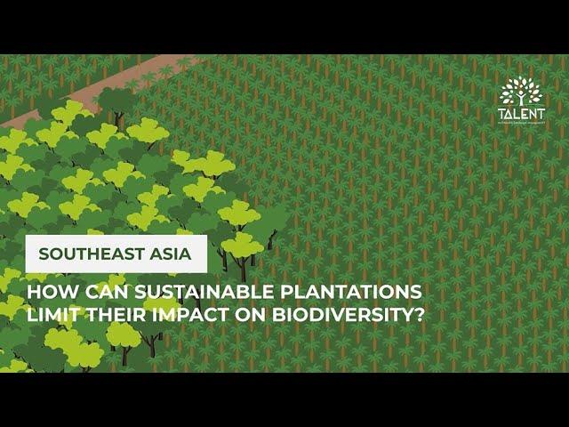 How can sustainable plantations limit their impact on biodiversity?