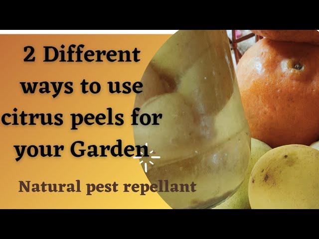 2 different ways to use citrus peels for your Garden #shorts