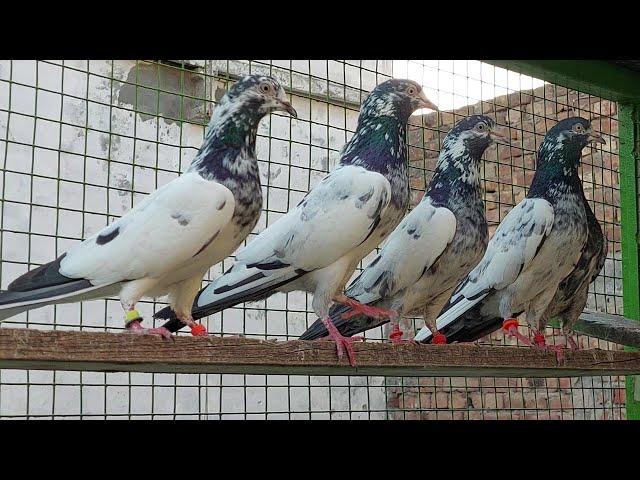 Chaudhari wale Teddy breeder kabutar Mohsin jutt Lahore 03244753622