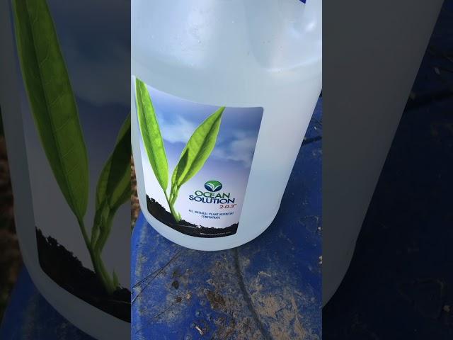 Using Ocean Solution Organic Fertilizer on Plants…