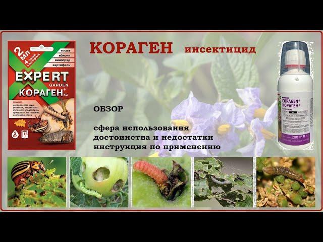 Кораген - современное, эффективное и безопасное средство от вредителей. Видеообзор