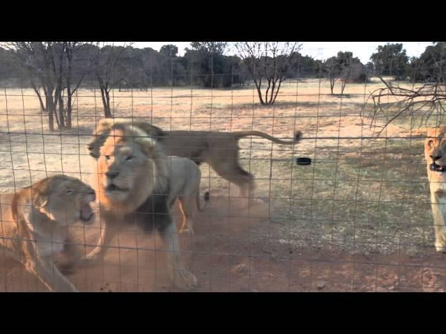 Hungry lions getting meat. AFRICA