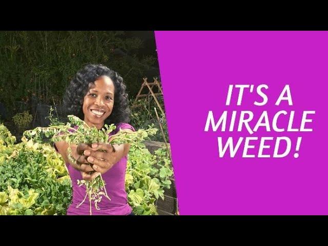 It's a Miracle Weed