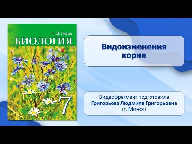 Тема 24. Видоизменения корня