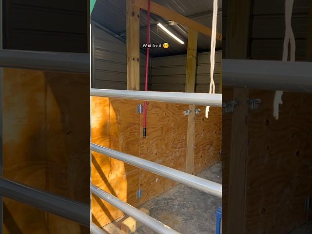Nothing to see here  #sillygoats #goatfarming #goats