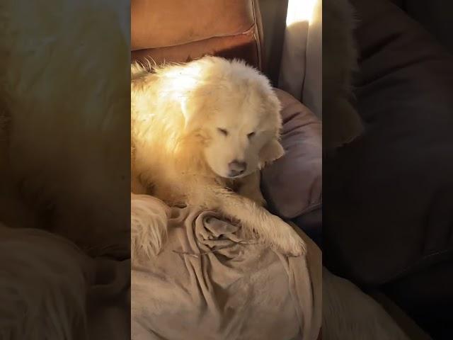 Great Pyrenees Vs. Mud