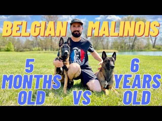 MY TWO BELGIAN MALINOIS! TRAINING TIPS & SHOWCASE!! 6 YEARS OLD VS 5 MONTHS OLD // ANDY KRUEGER