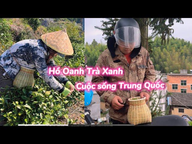 Dâu Việt Rất Chăm Chỉ hái Trà _ Bất Ngờ Nhà Chồng Cũng Có Rất Nhiều đất mà mình không biết.