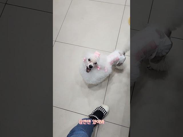 빨리 퇴근하고싶은 갱얼지 #강아지 #강아지일상 #푸들 #토이푸들 #퇴근합시다