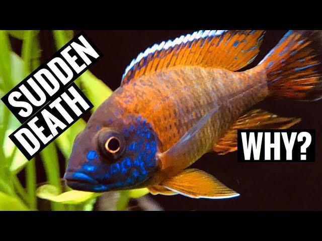 Fish Dropping Dead - Let's Talk About When Fish Suddenly and Unexpectedly Die!