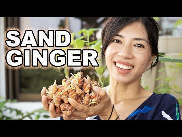 From Shade to Plate: Sand Ginger for Small Space Gardeners!