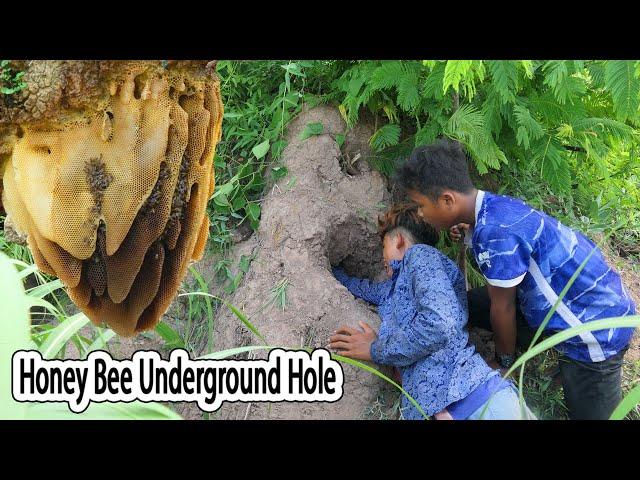 Amazing Village Boys Hunting Big Wild Honey Bee In Hole And Eating Delicious