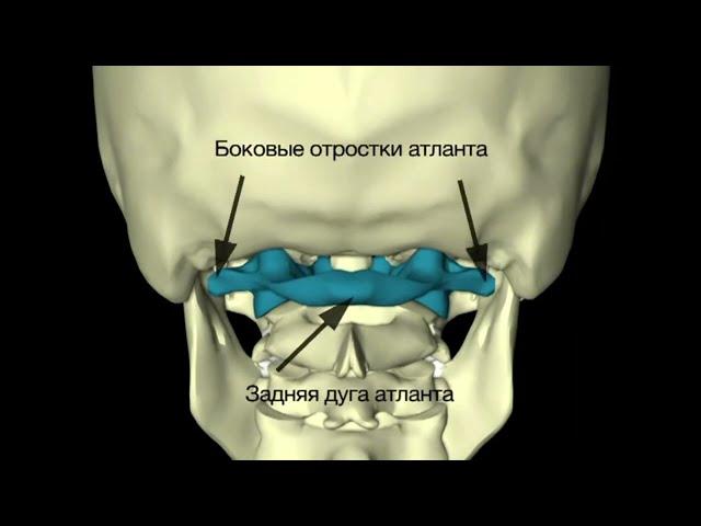 Доктор Шадский про Правку Атланта Атласпрофилакс Atlasprofilax