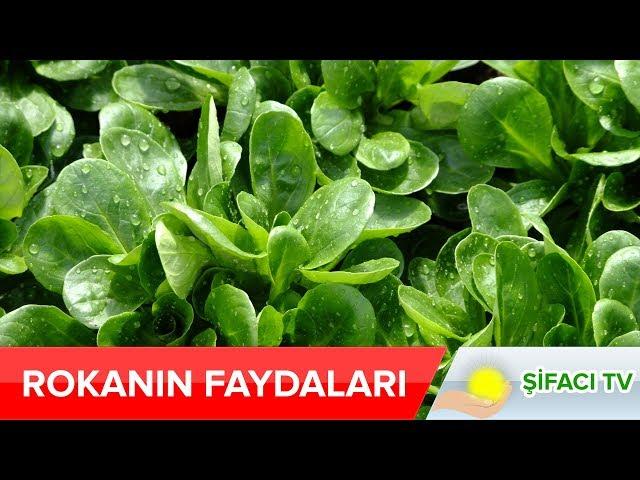 Rokanın Faydaları Nelerdir? Hepimizin Çok Sevdiği Salataların Vazgeçilmezi Roka